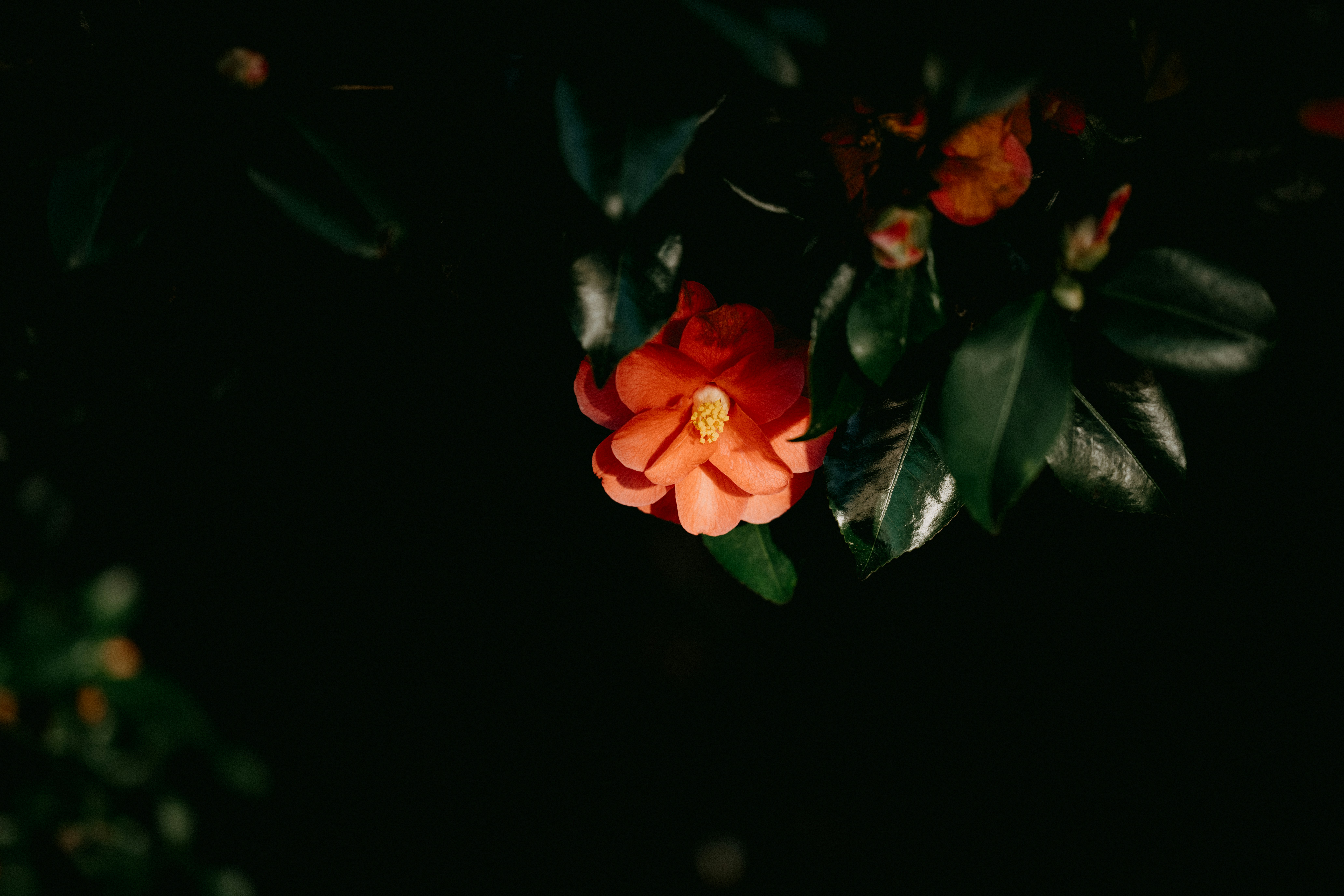 Photo by anniespratt