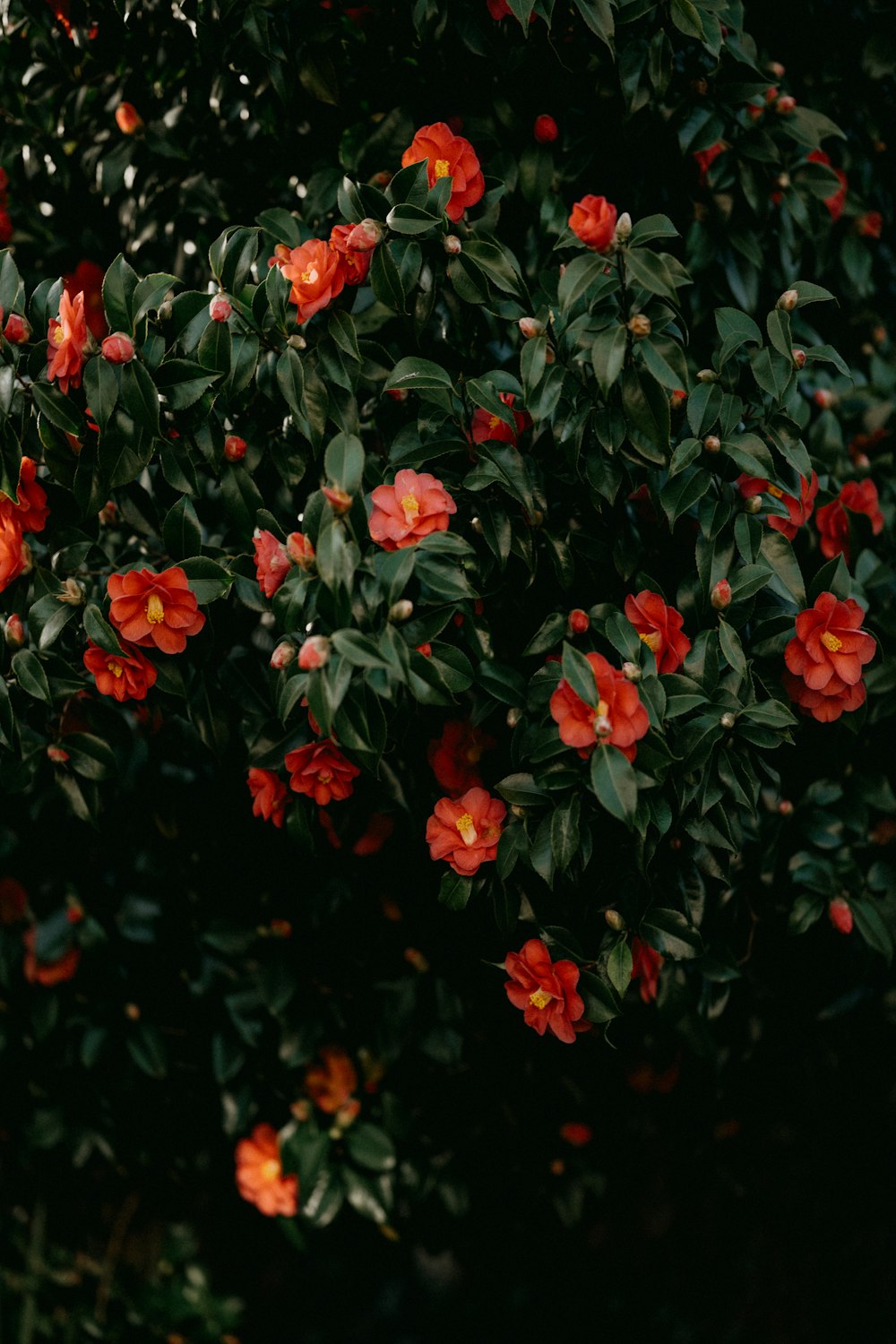 a bunch of flowers that are on a tree