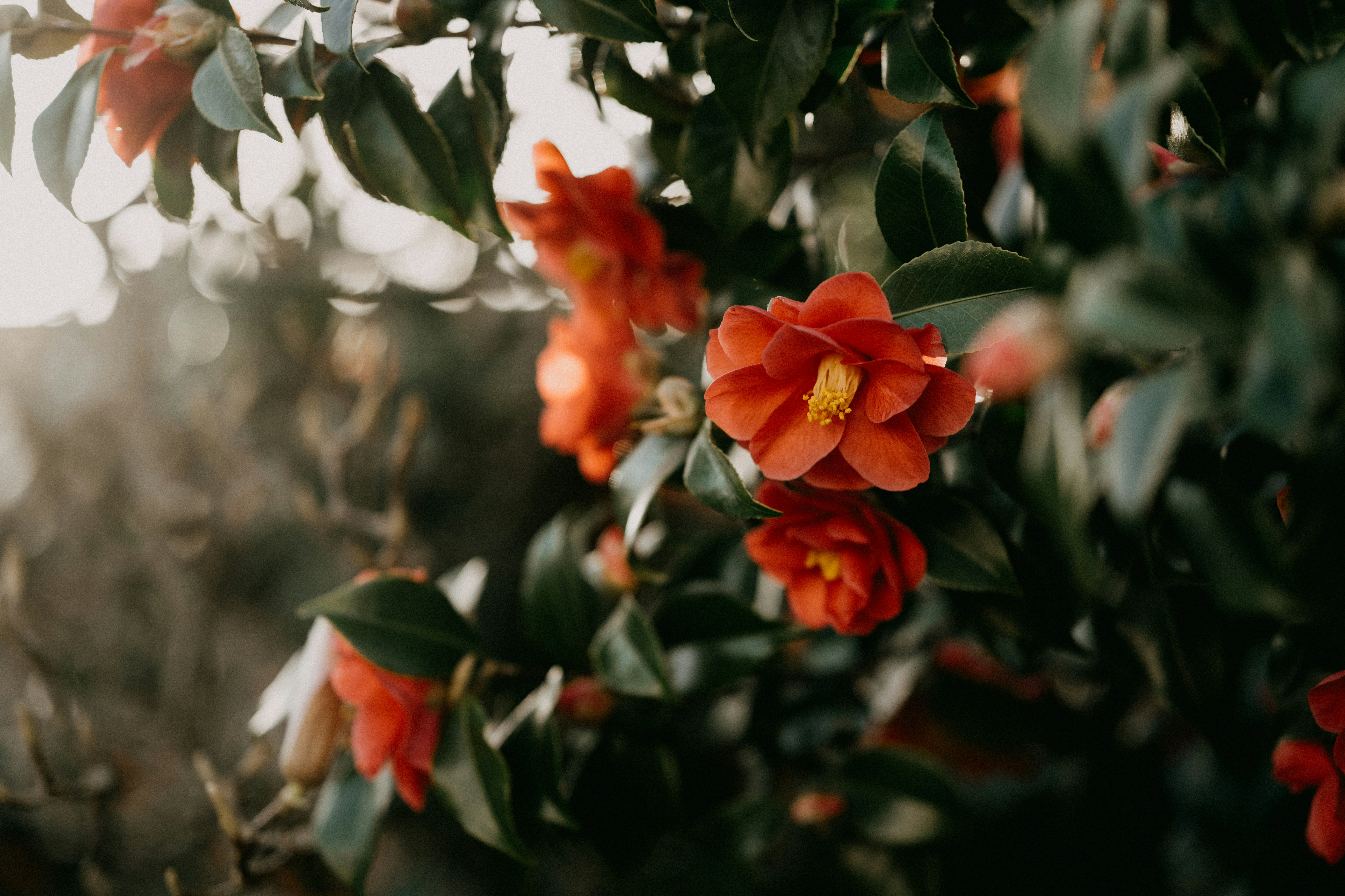 Photo by anniespratt