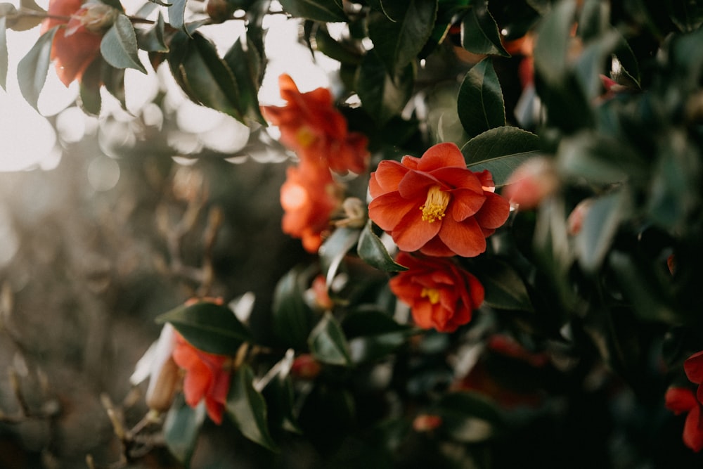 a close up of a flower on a tree