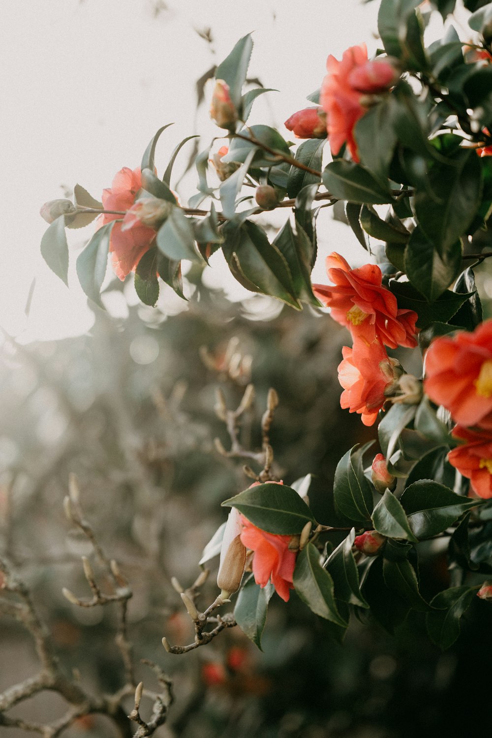 un cespuglio con fiori d'arancio e foglie verdi