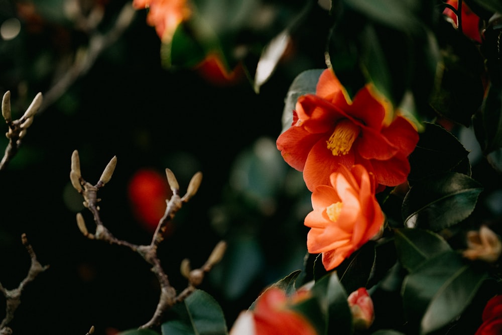 a close up of a flower on a tree