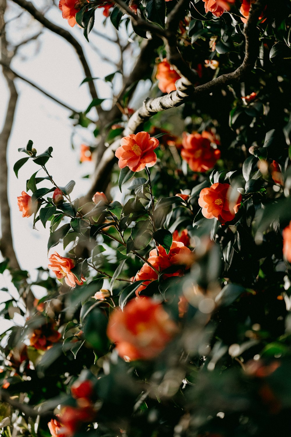 a tree filled with lots of orange flowers