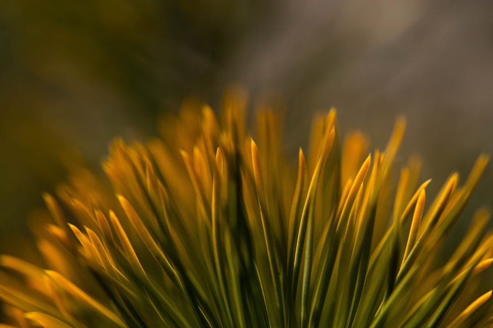 a close up of a pine tree with a blurry background