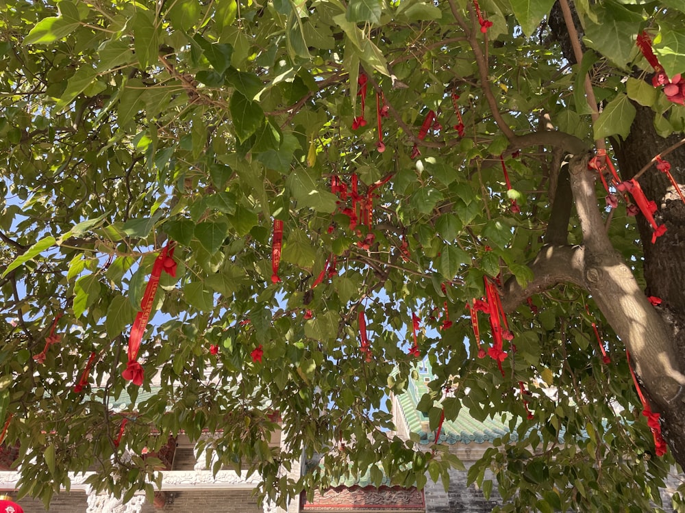 a tree filled with lots of red berries hanging from it's branches