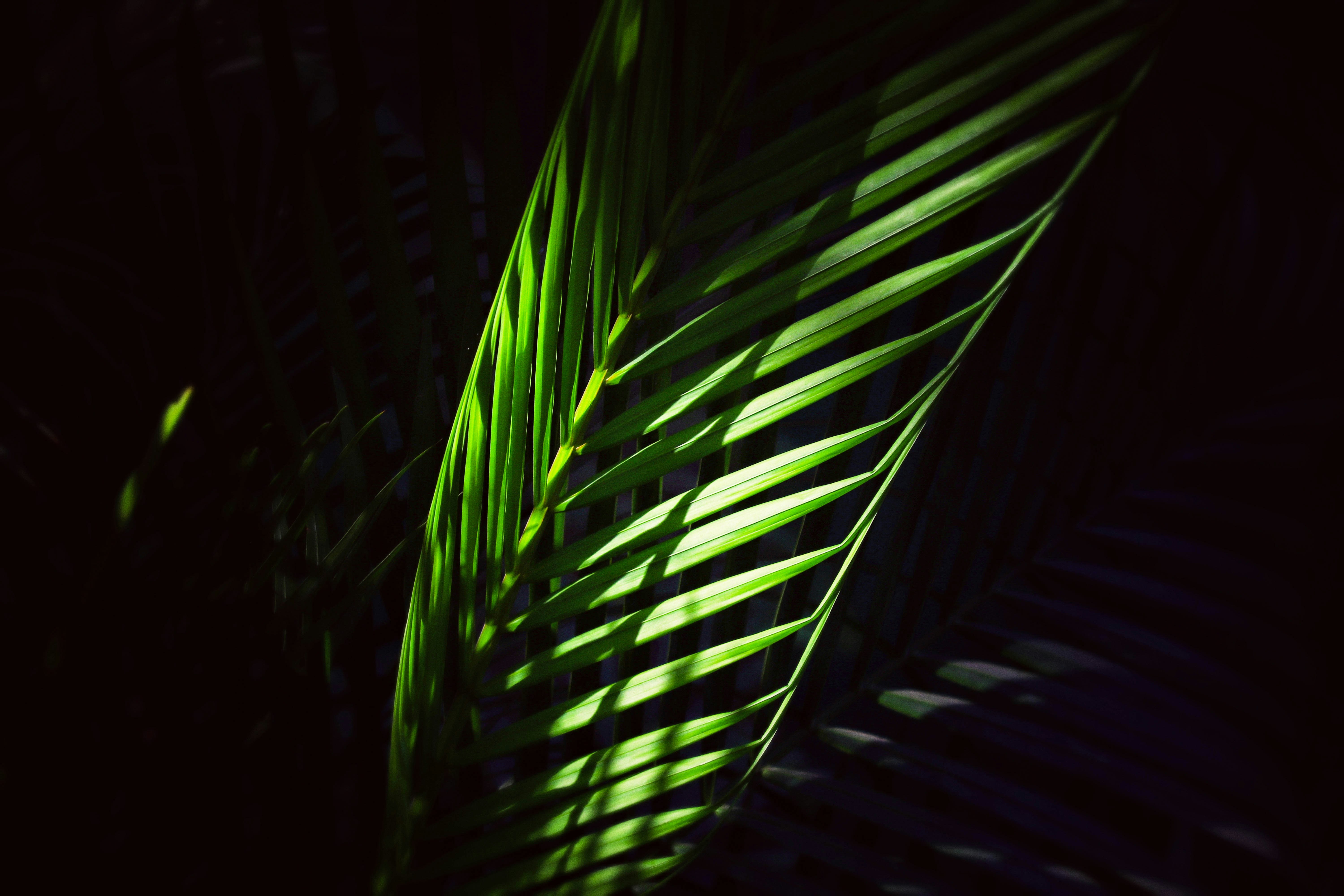 gray computer monitor