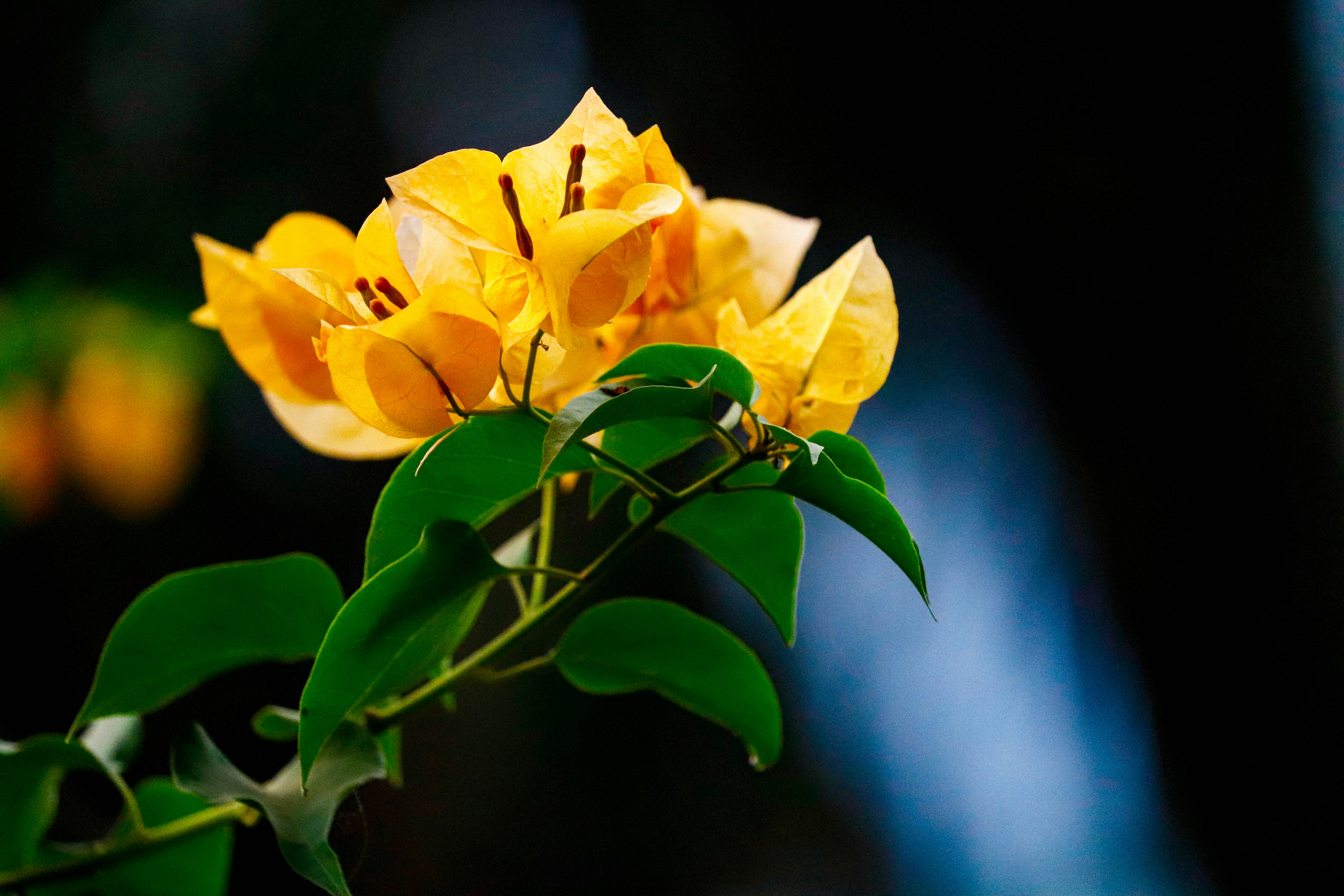 a close up of a yellow flower with green leaves