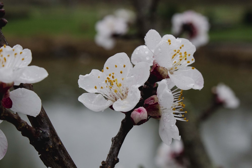 a close up of some white flowers on a tree