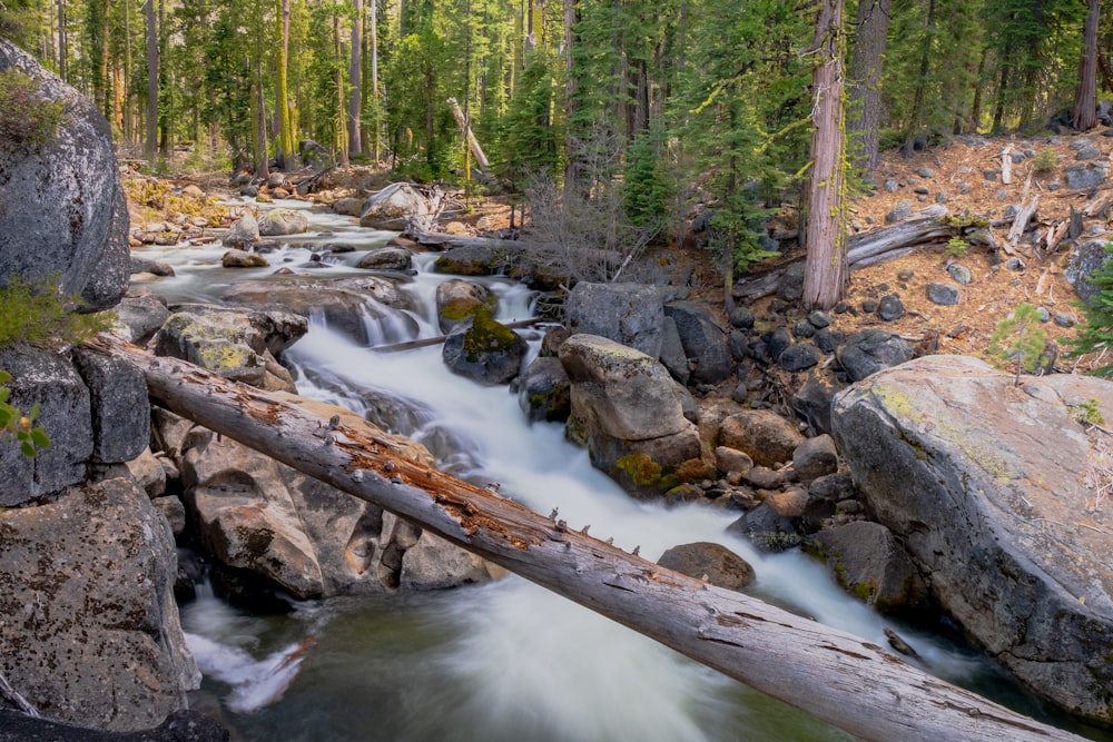 a stream running through a forest filled with rocks