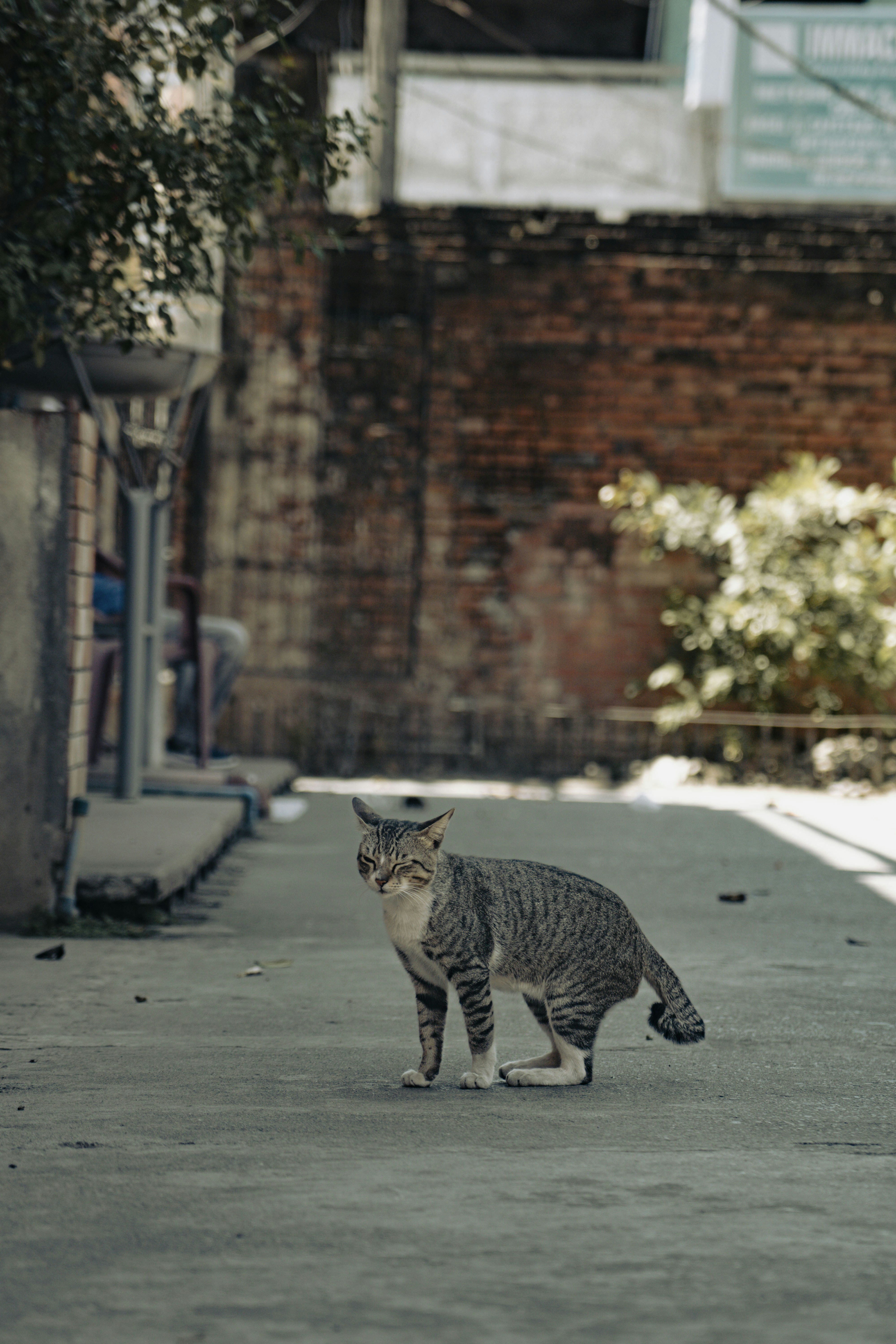 Gatoeira Caçamia Premium