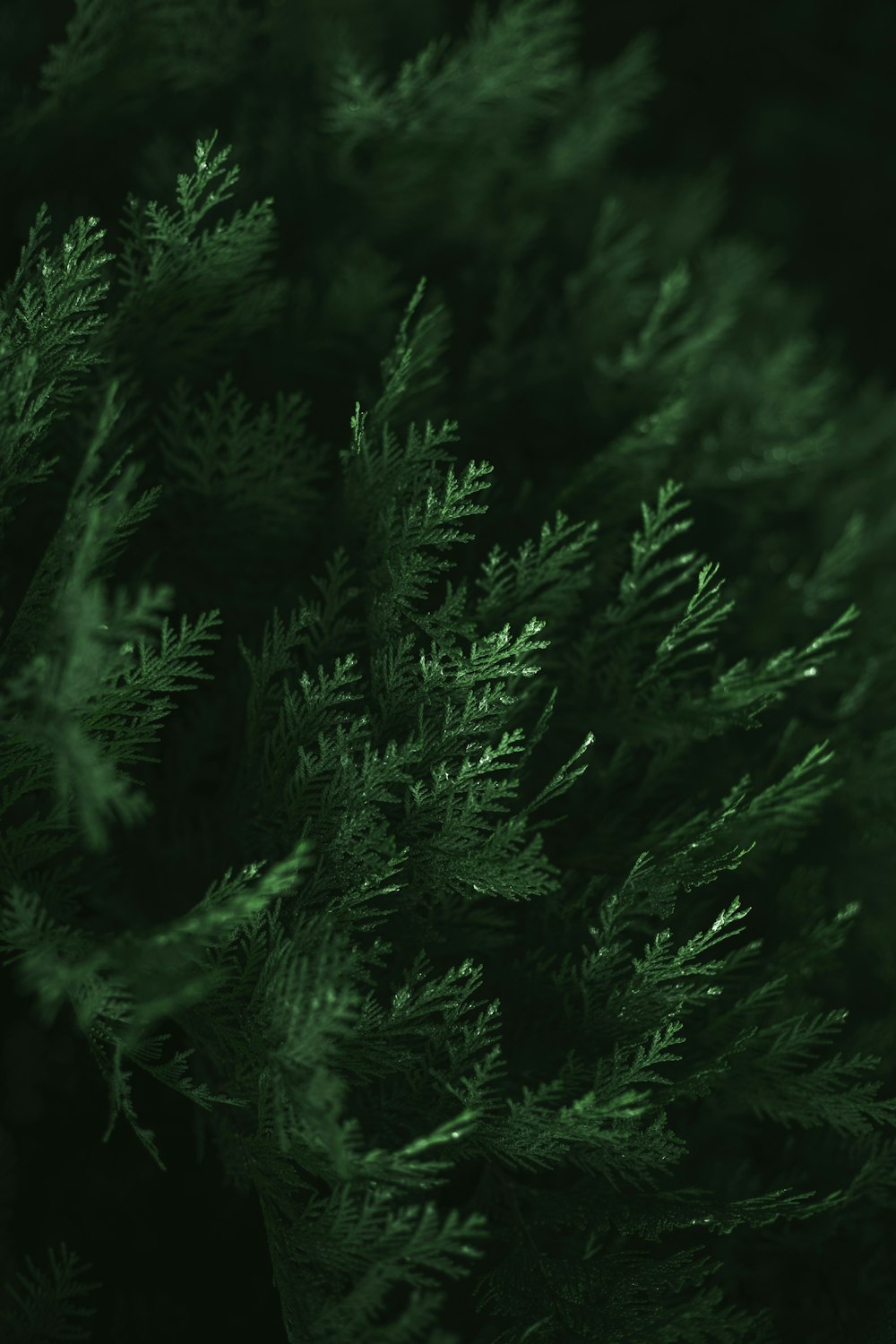 a close up of a tree with green leaves