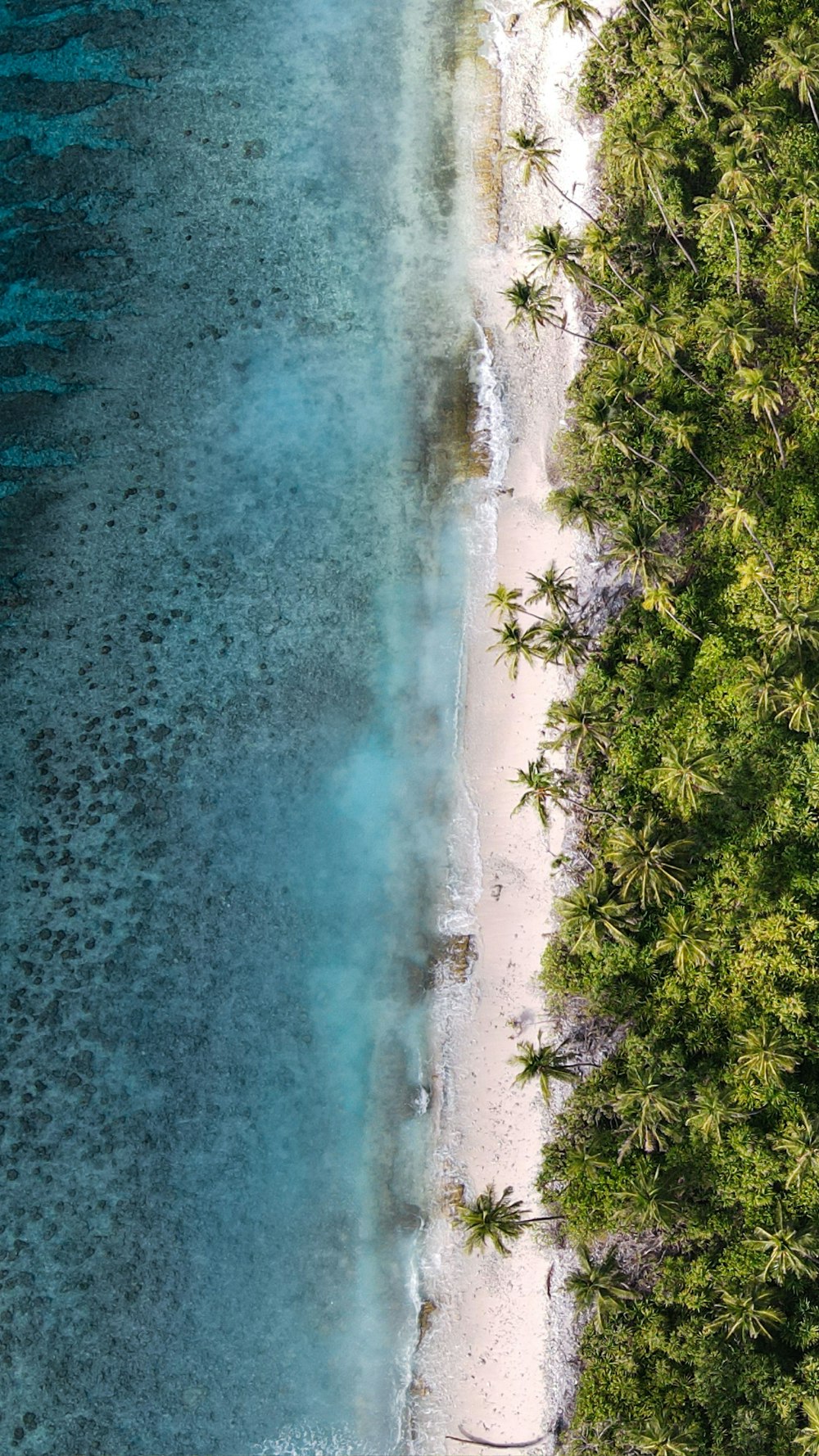 an aerial view of a tropical beach with palm trees