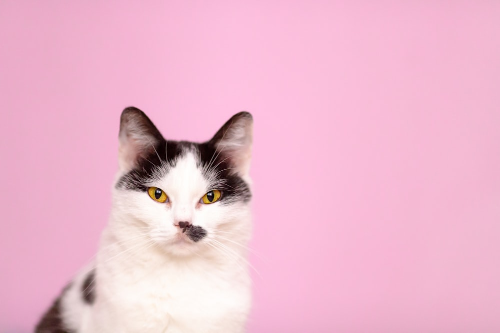 a black and white cat with a mustache on a pink background