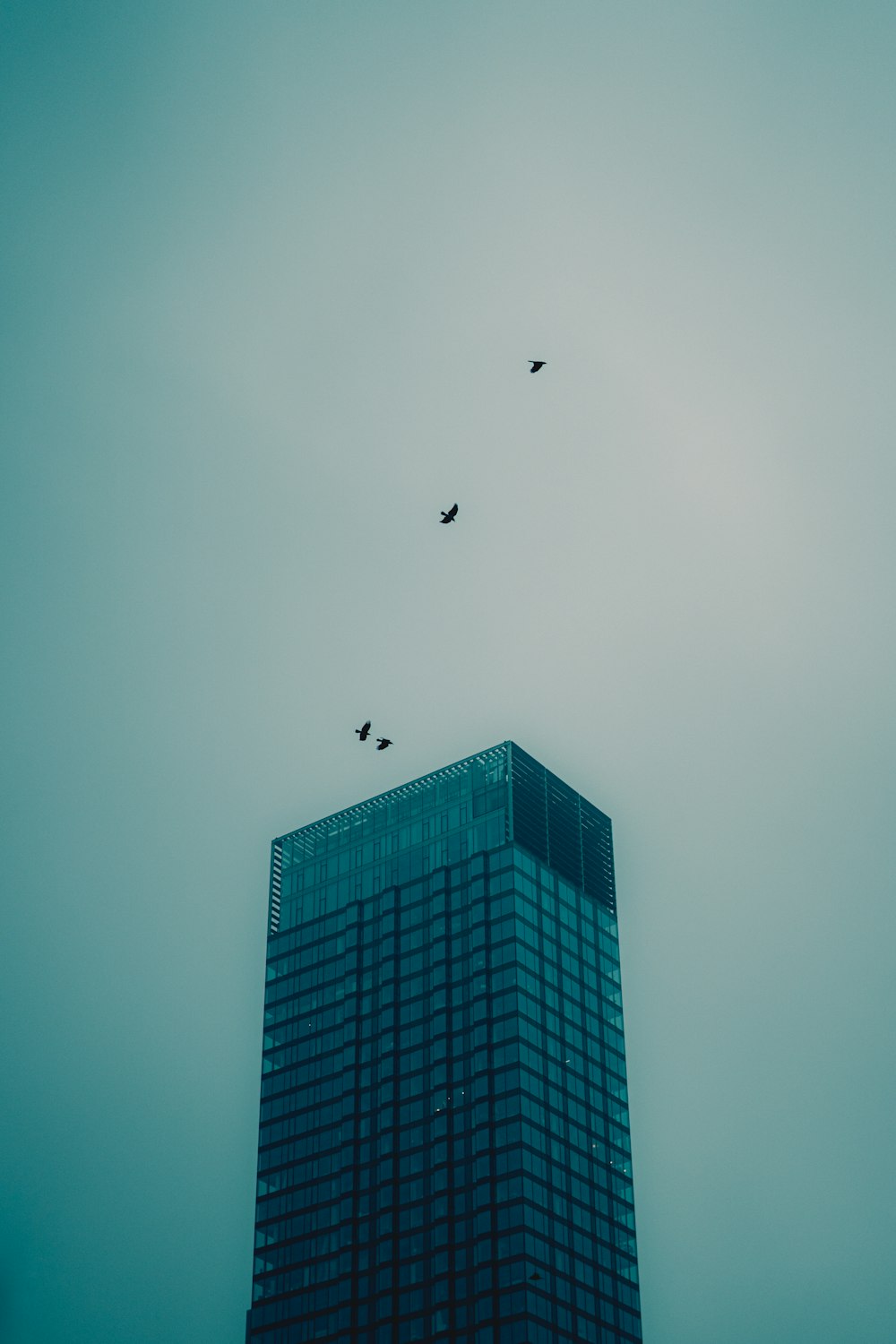 하늘을 나는 새들이 있는 고층 건물