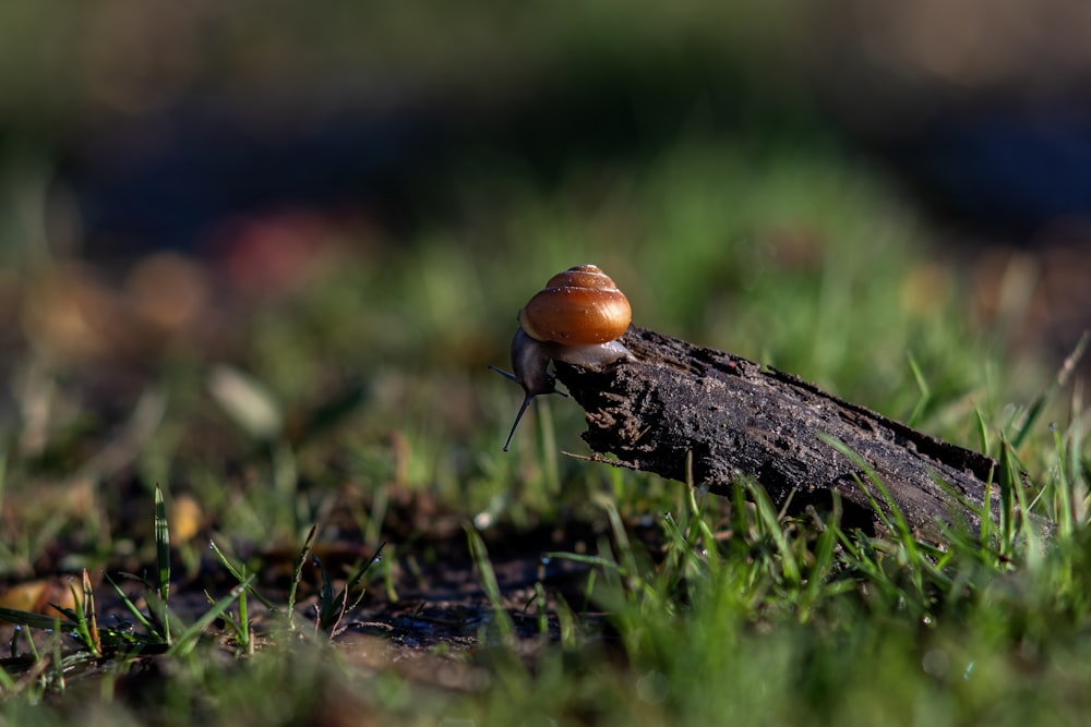 a snail is sitting on a piece of wood in the grass