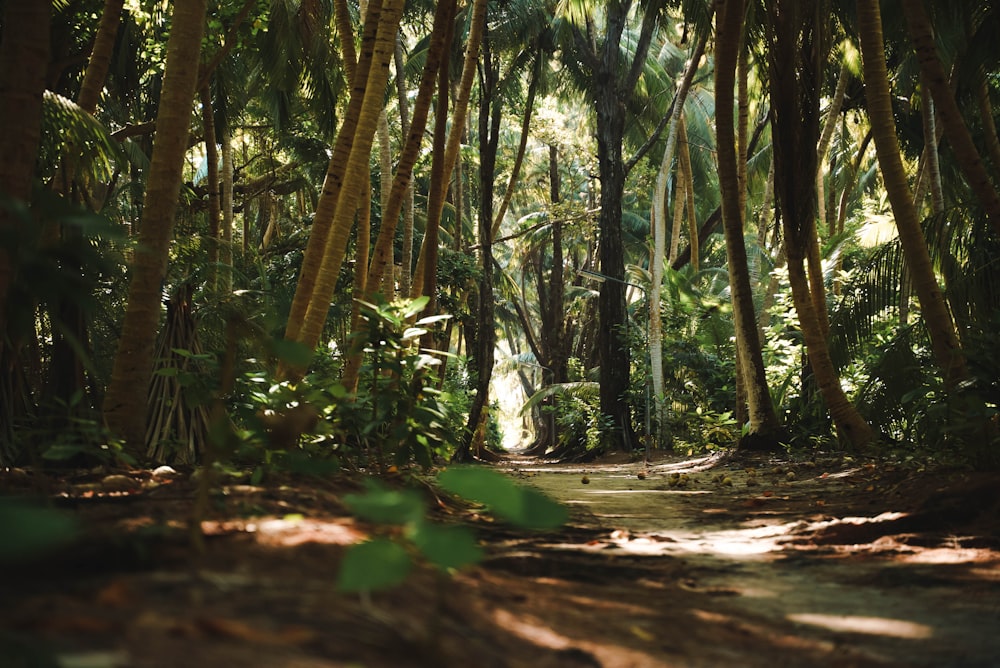 a path in the middle of a tropical forest