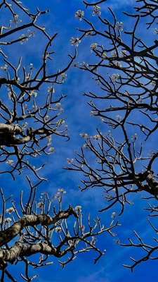 Bare branches of two trees reach toward each other against a bright blue sky. The branches are slightly twisting with sparse clusters of small, light-colored flowers or buds, creating a network-like pattern.