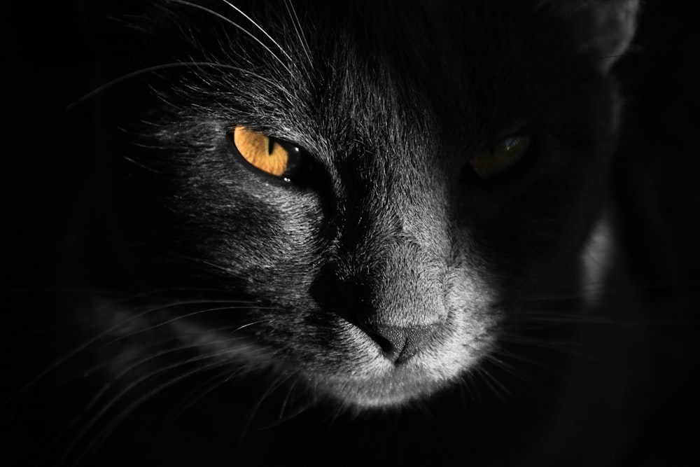 a close up of a black cat with yellow eyes