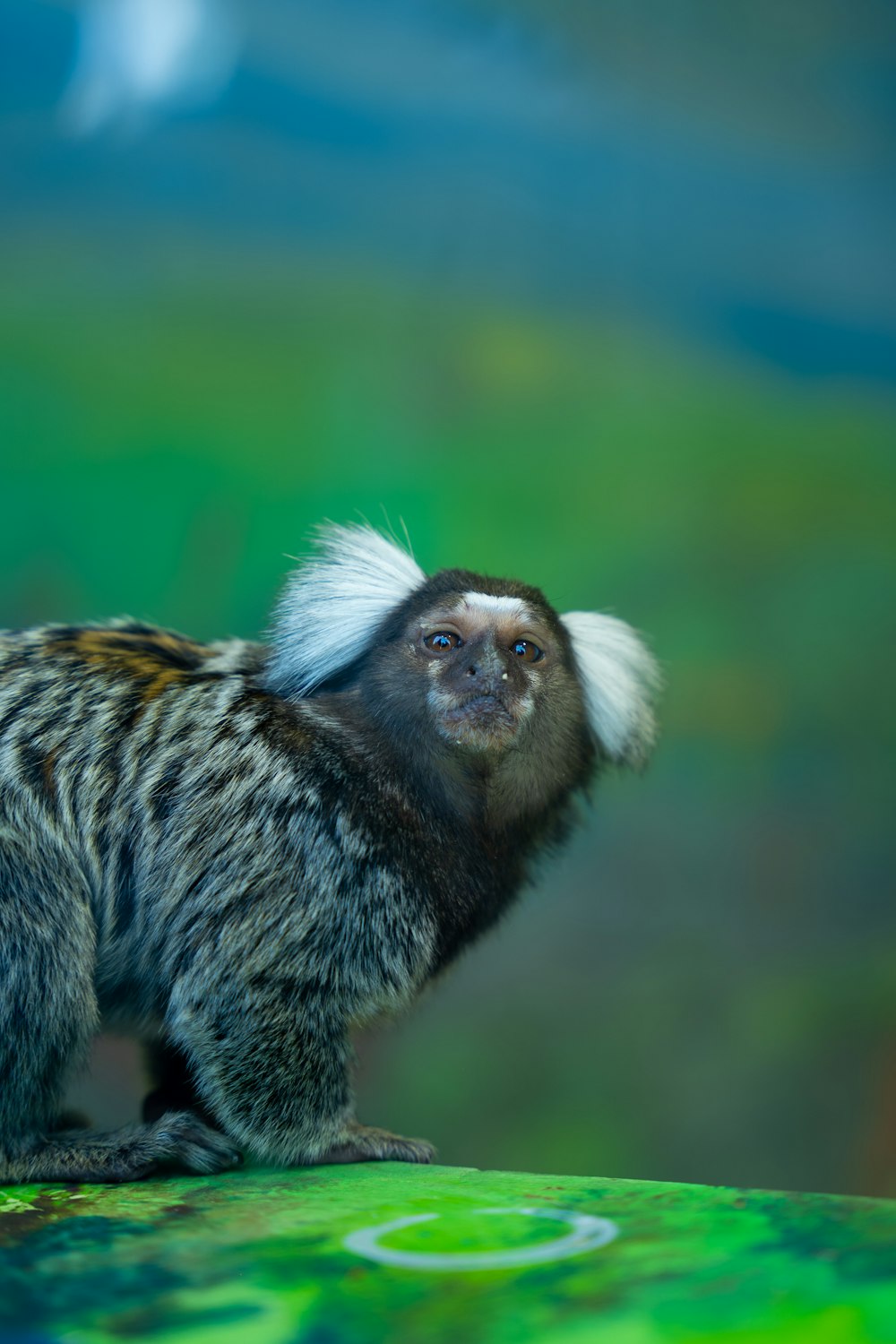 a small monkey with white hair standing on a rock