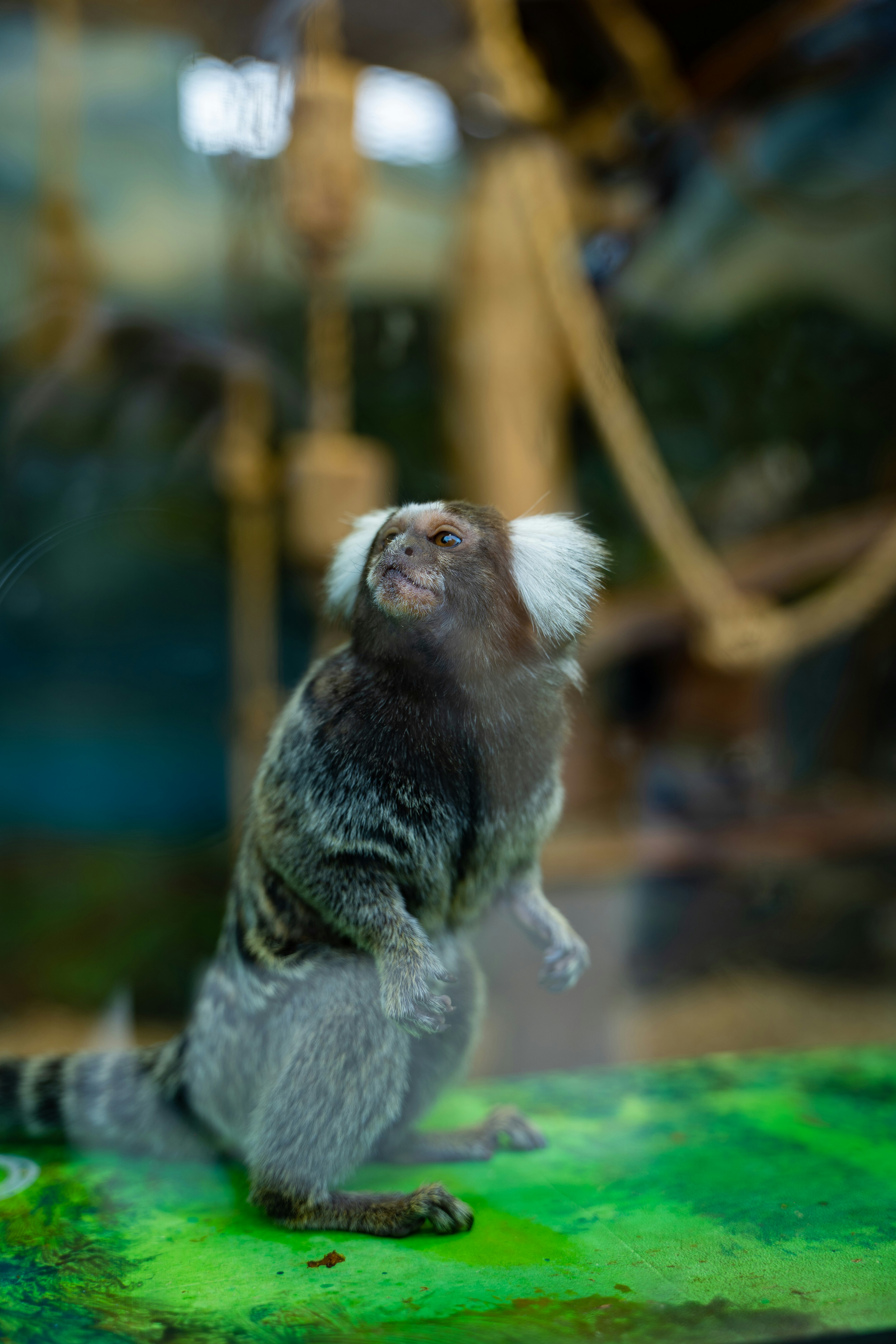 a small monkey sitting on top of a green surface
