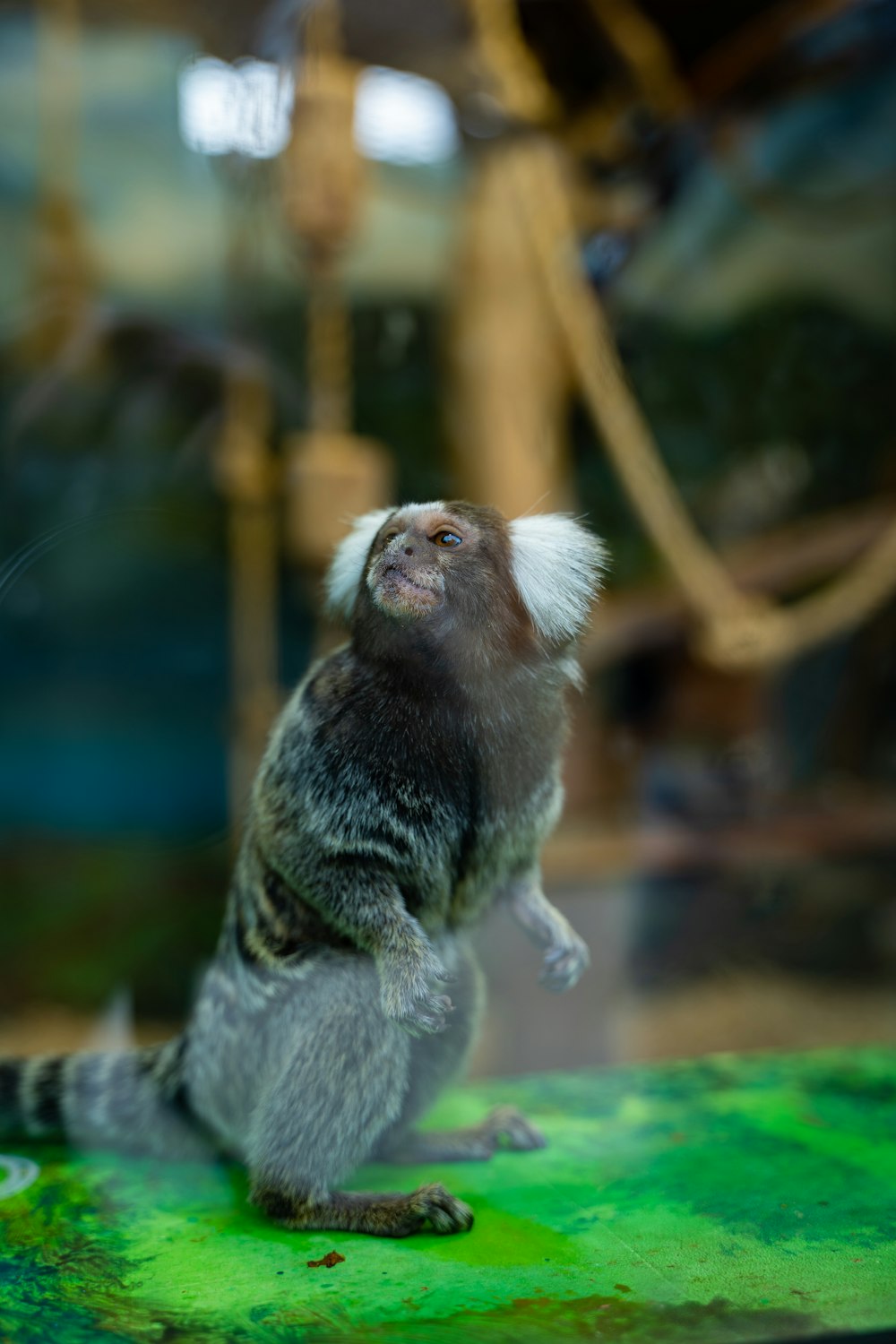 a small monkey sitting on top of a green surface