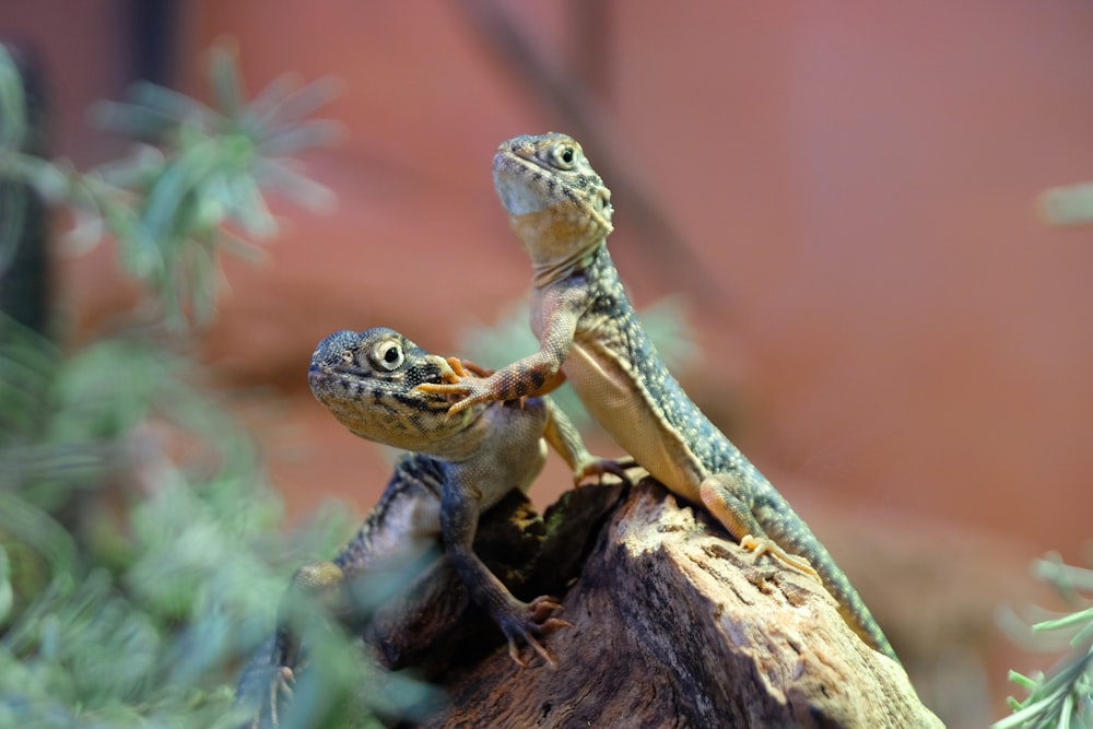 a couple of lizards sitting on top of a tree stump