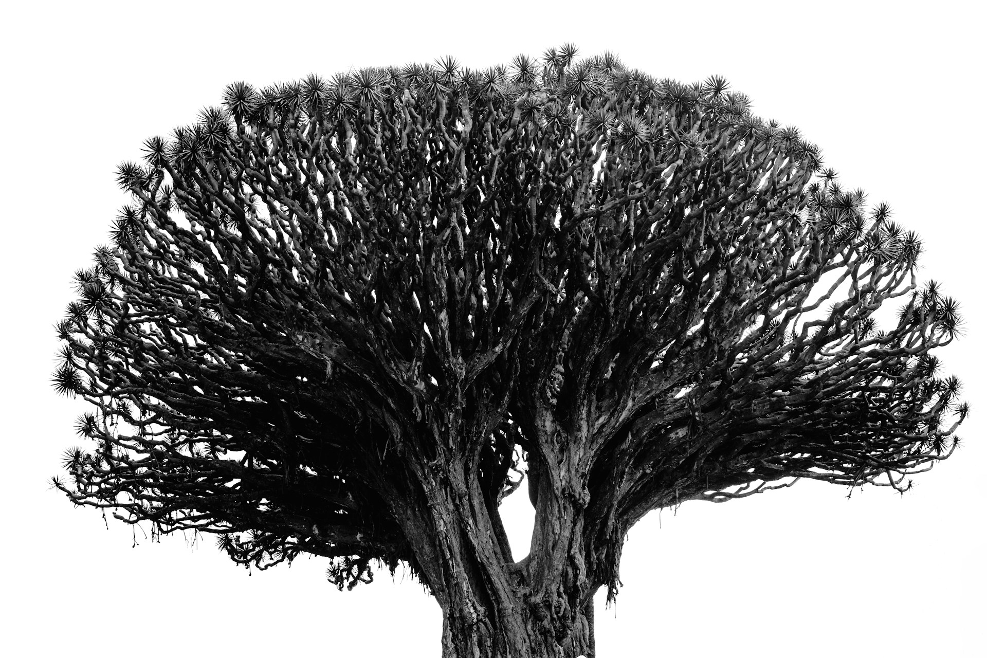 a black and white photo of a tree