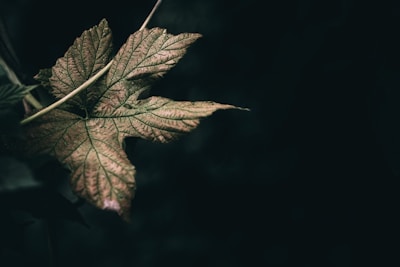 A single maple leaf with intricate veins visible, partially in shadow against a dark, blurred background. The leaf's colors are muted, appearing in shades of green and brown, suggesting an autumn theme.