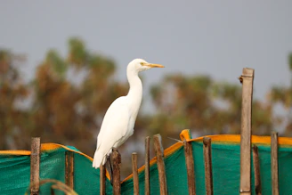 a white bird standing on top of a wooden fence
