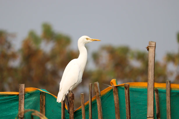 a white bird standing on top of a wooden fence