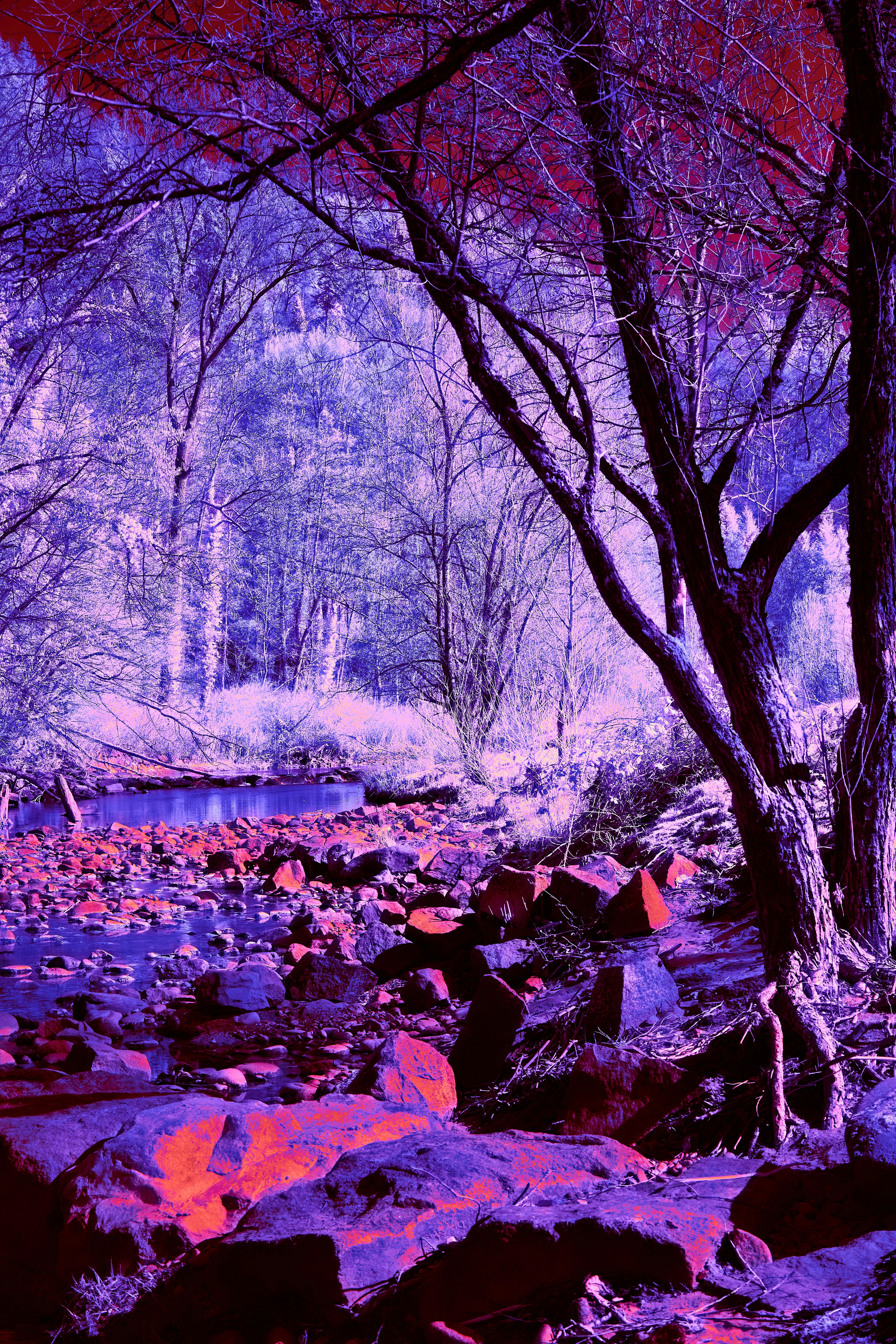 A forest filled with lots of rocks and trees photo – Free Nature Image ...