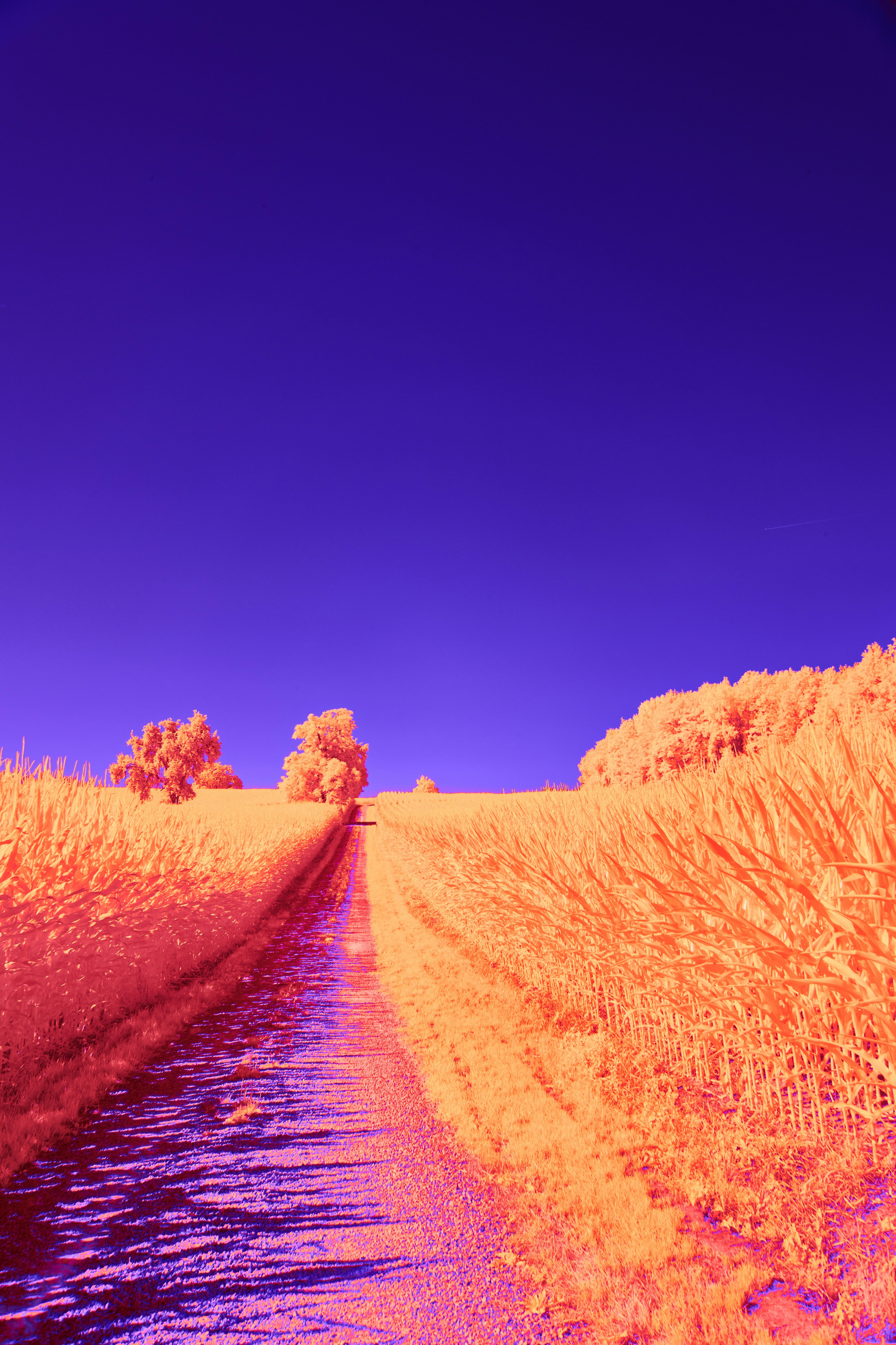 Photo by wolfgang_hasselmann