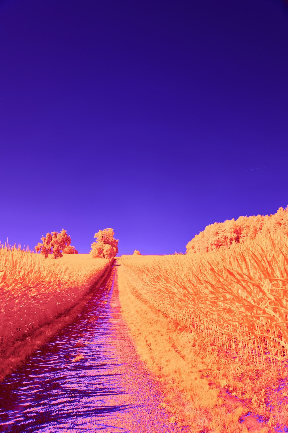 a road in the middle of a dry grass field