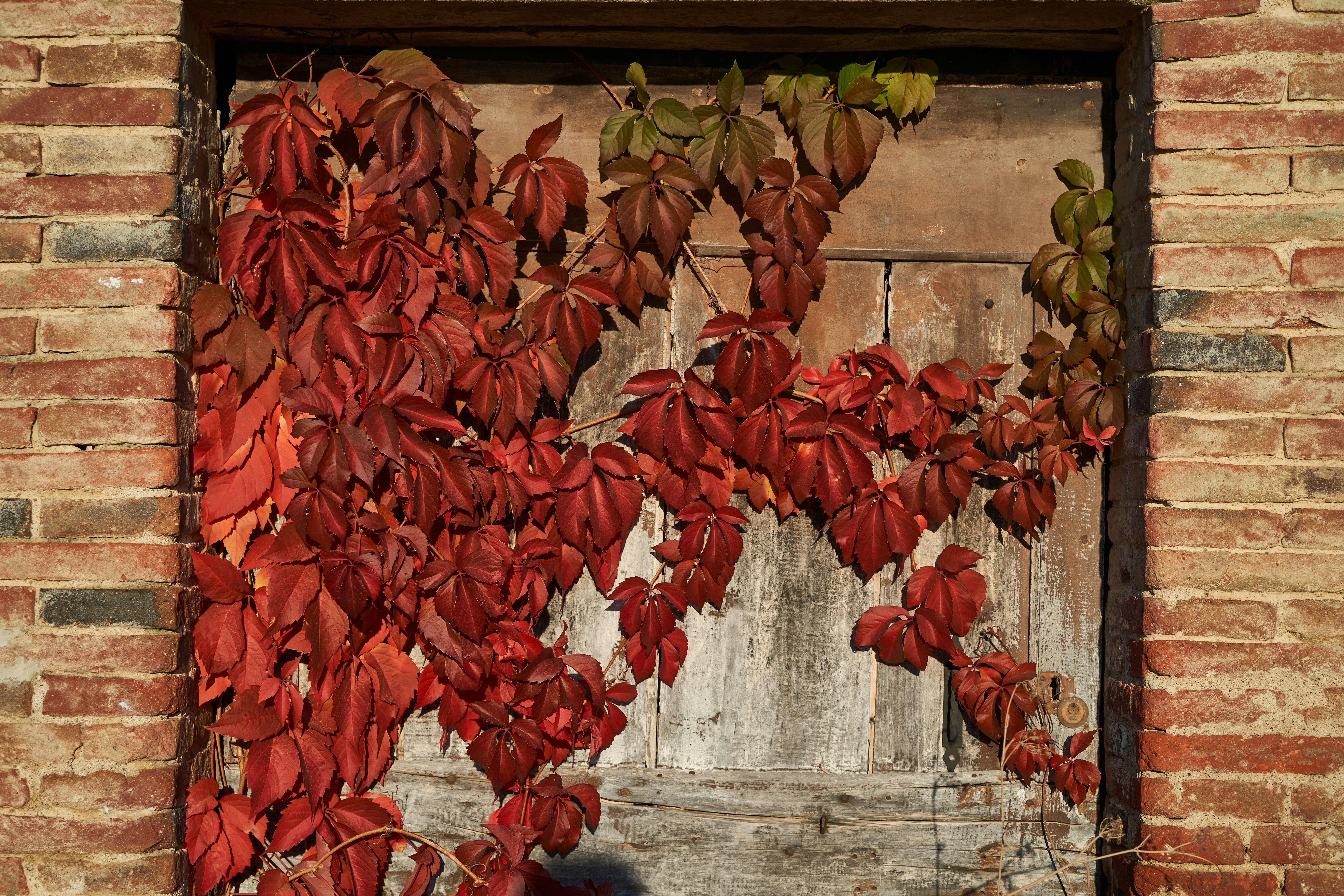 Photo by wolfgang_hasselmann