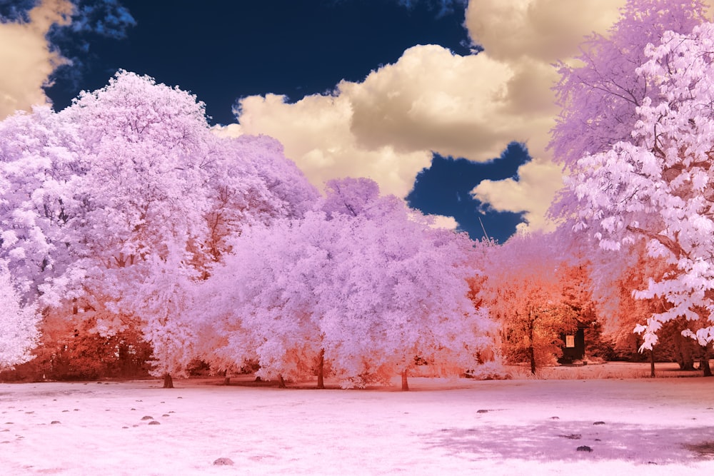 a infrared image of trees in a park