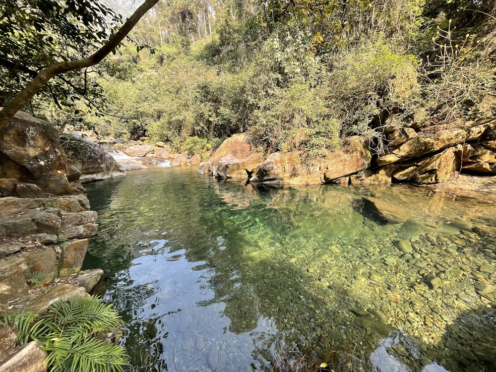 a river running through a lush green forest