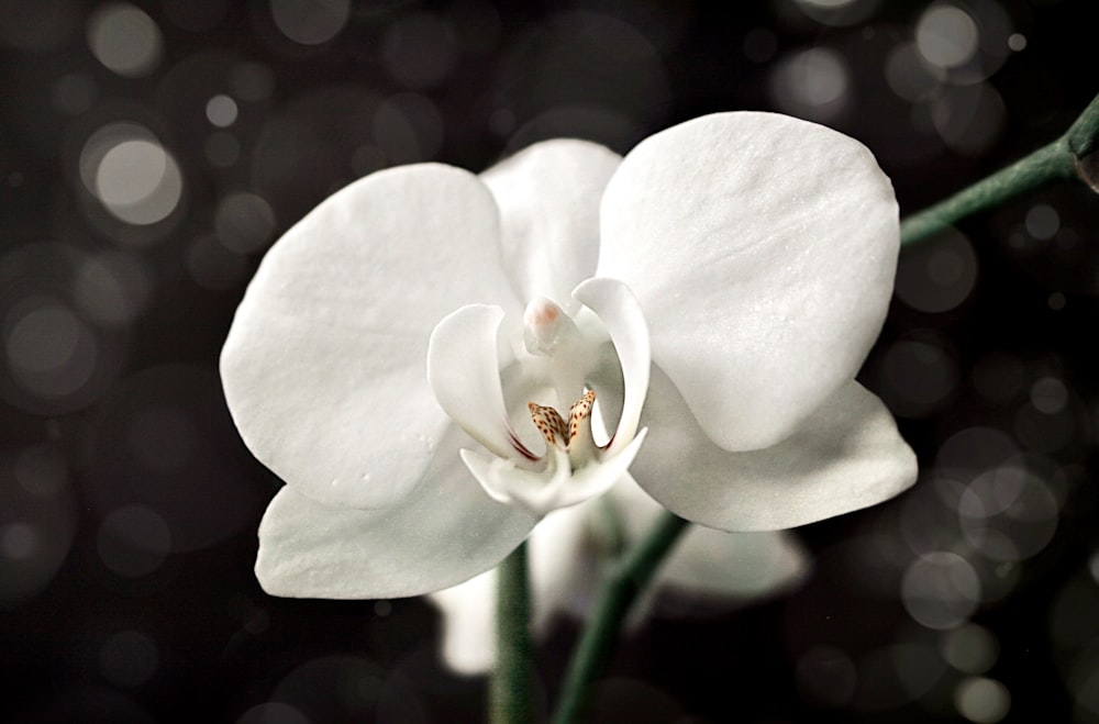 a close up of a white flower on a black background