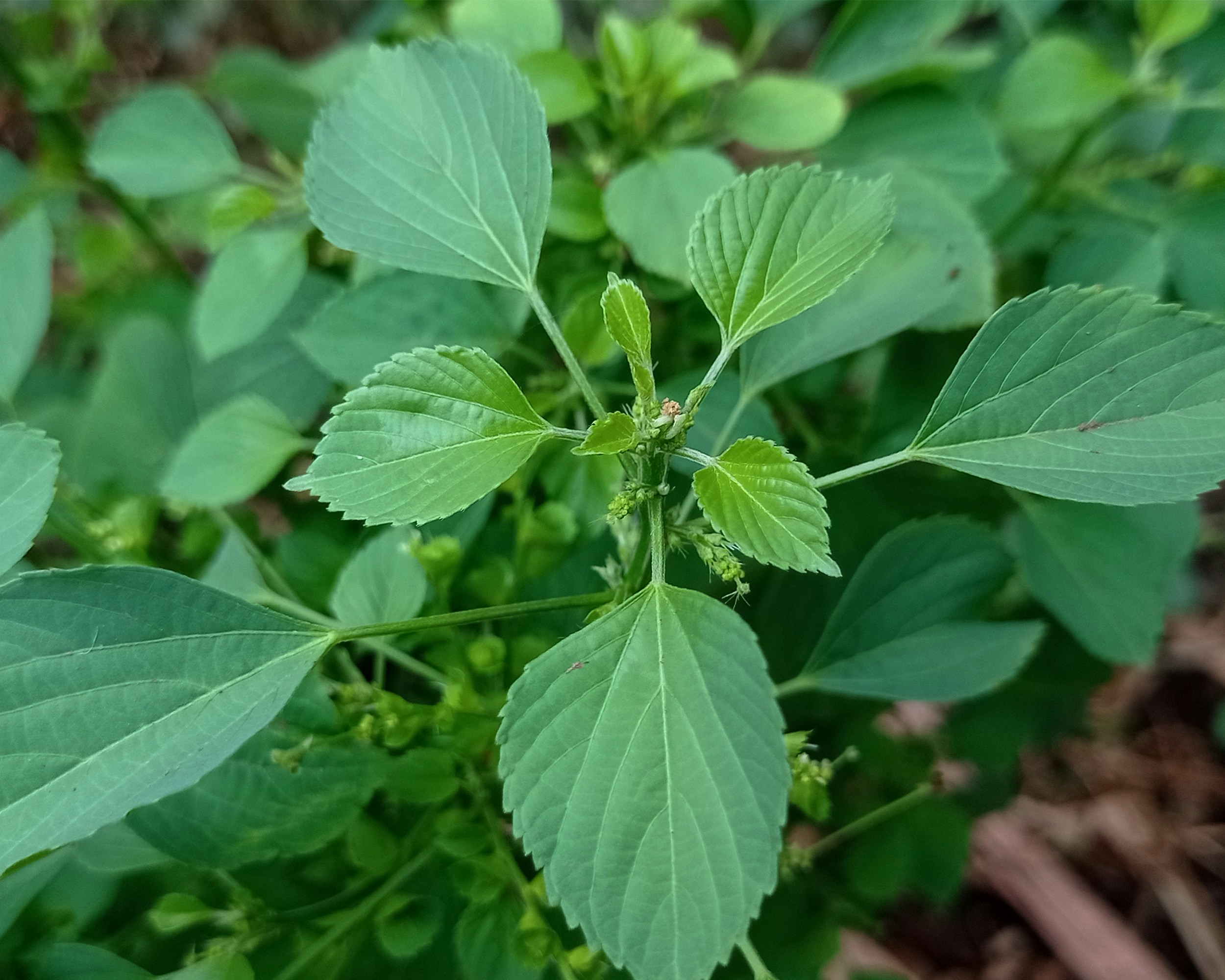 Photo by arkan_maker