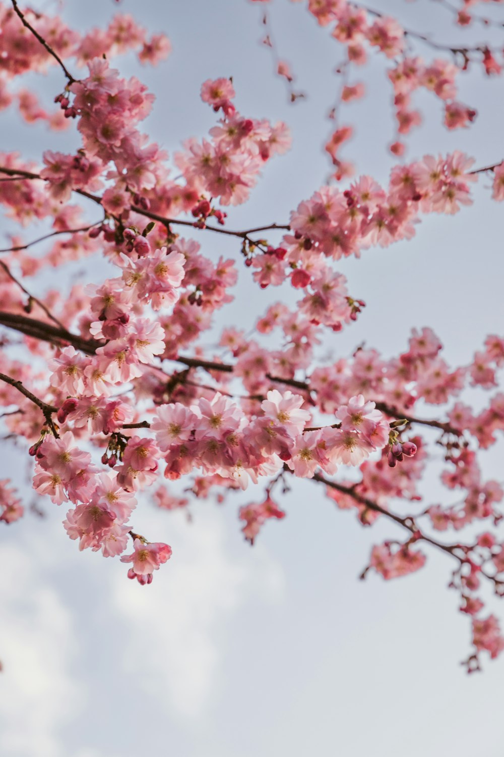 a pink flowered tree with a blue sky in the background