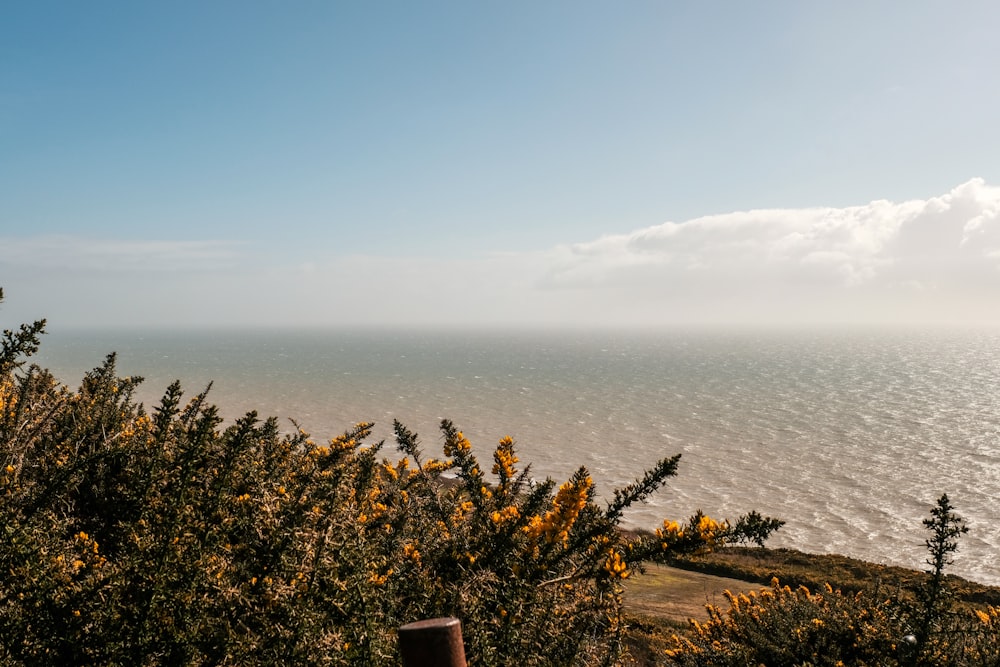 a view of the ocean from the top of a hill