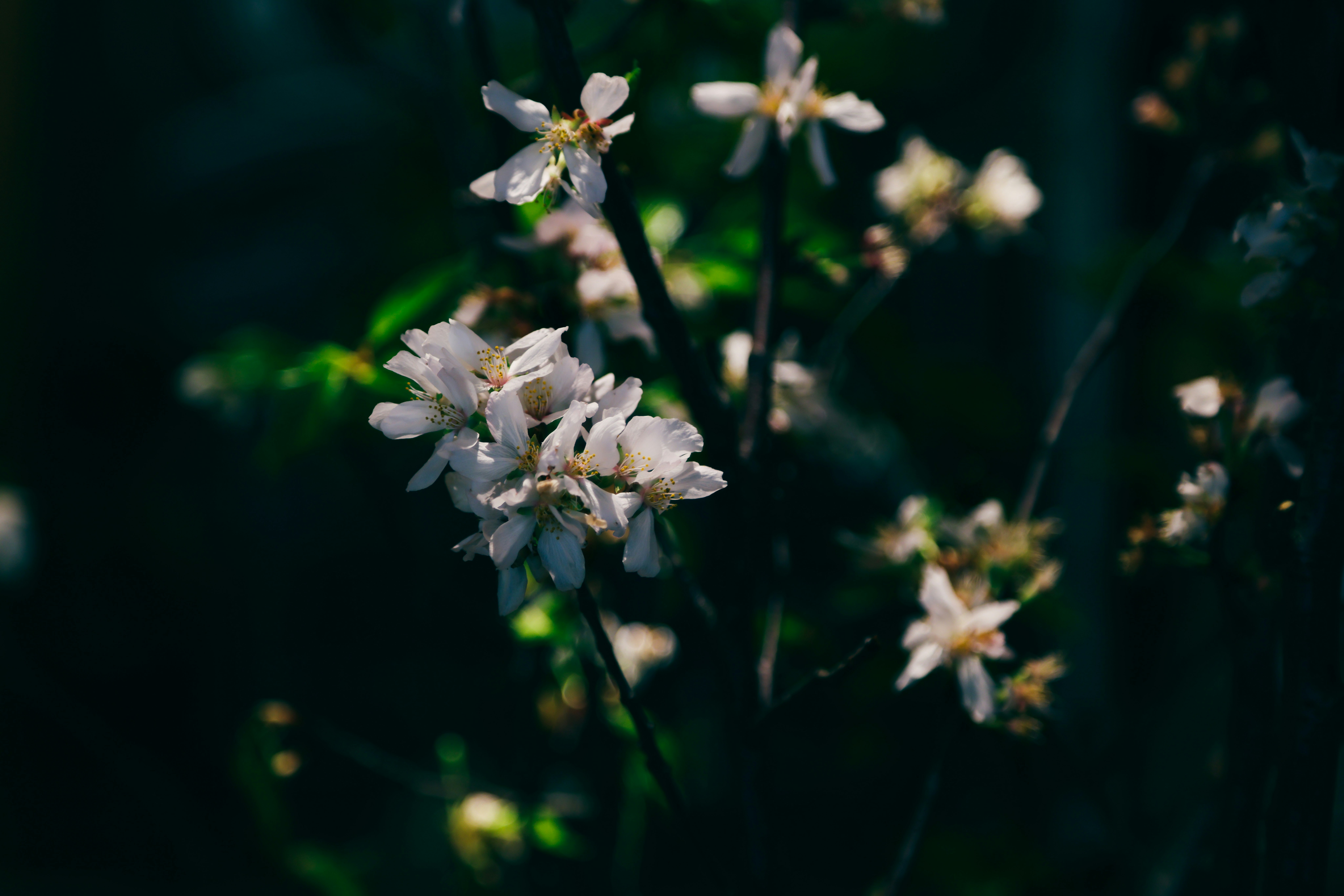 Photo by dickenslin76