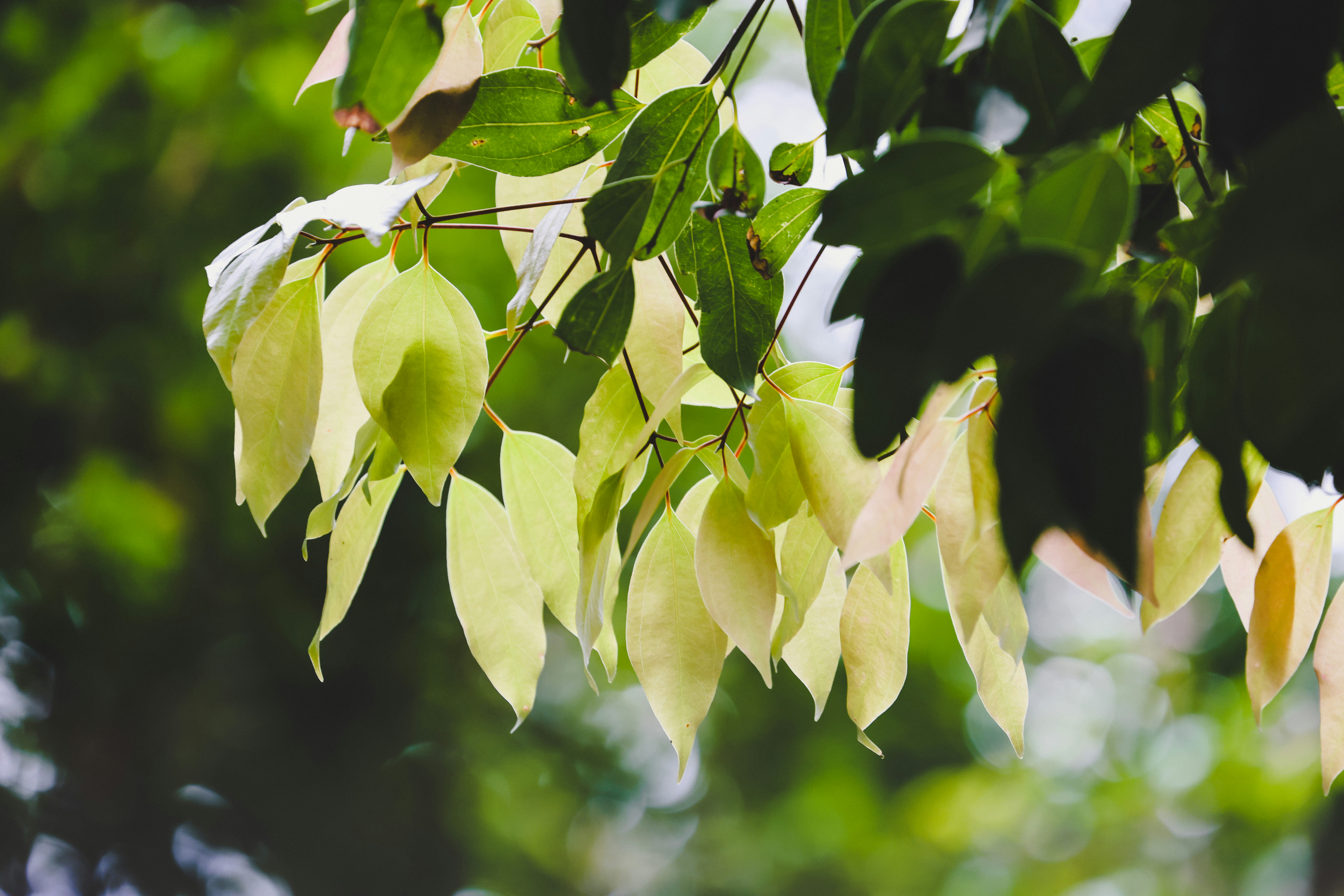 Photo by dickenslin76