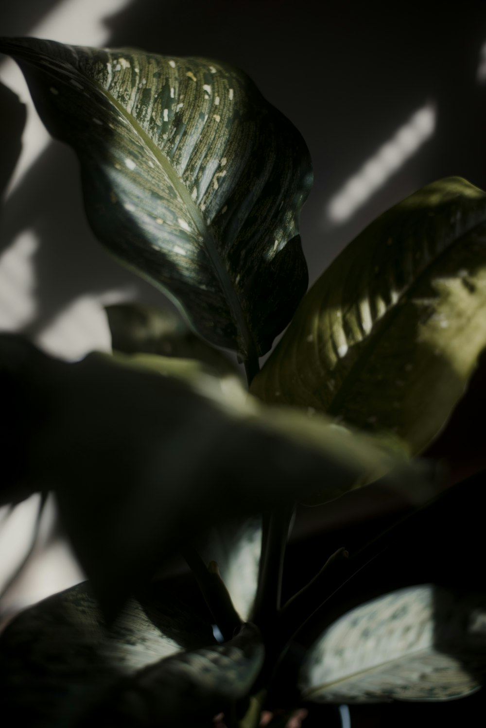 a plant with green leaves in a dark room