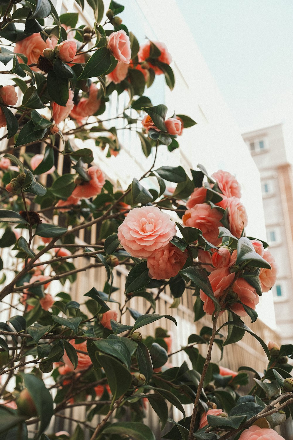 Un buisson de fleurs roses devant un immeuble