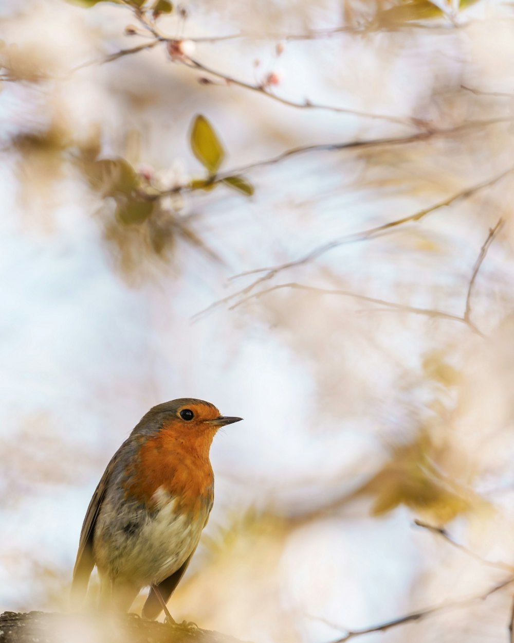 a small bird perched on a tree branch