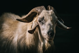 A close-up of a goat with prominent curved horns and a long beard. The goat's fur appears light brown and shaggy, with the background in shadow, creating a strong contrast.