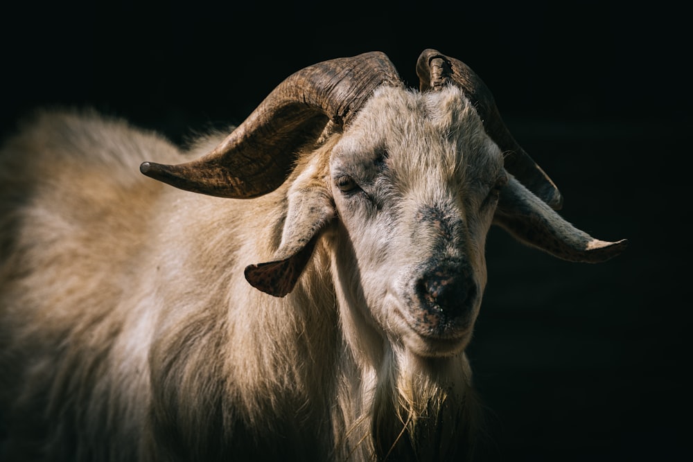 a close up of a goat with very long horns