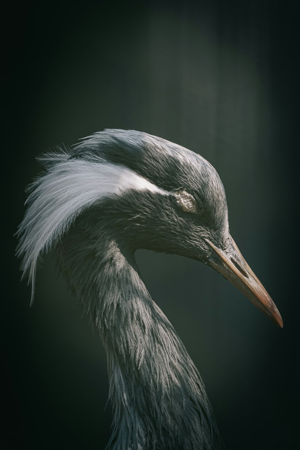 a close up of a bird with a long neck