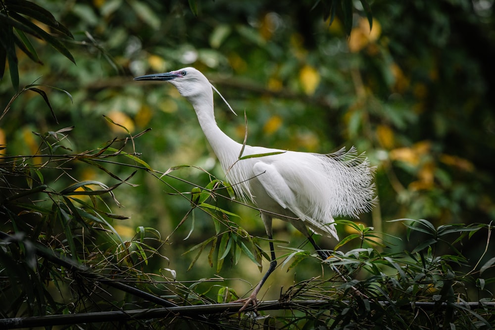 a white bird standing on top of a tree branch