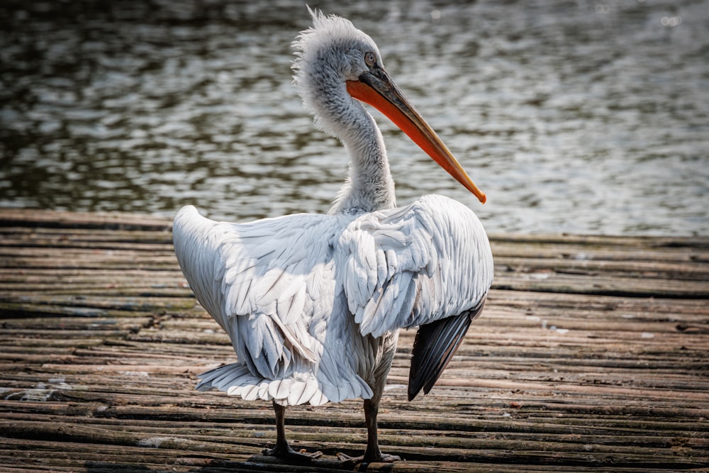 a large white bird standing on a wooden dock